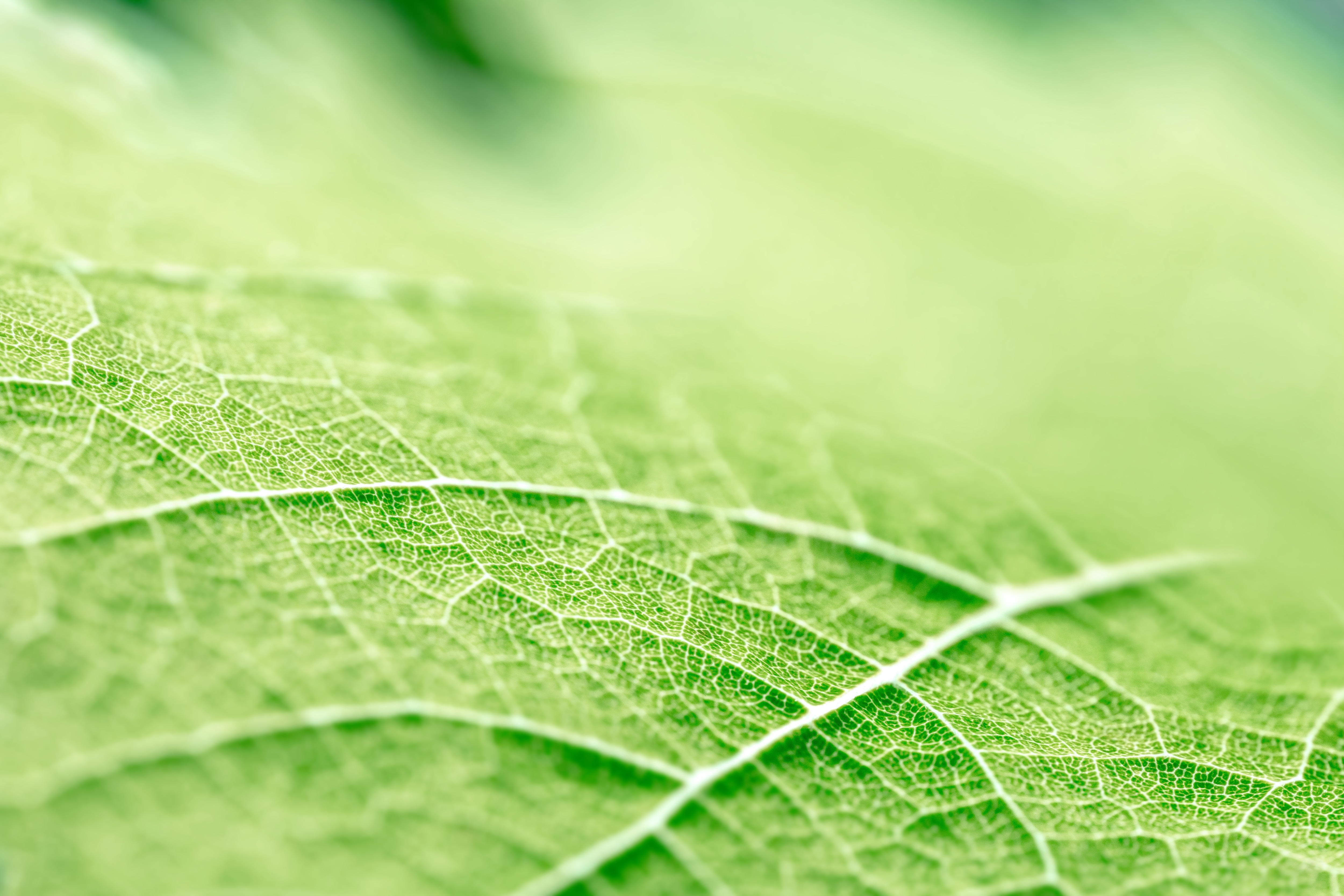 Closeup of a green leaf