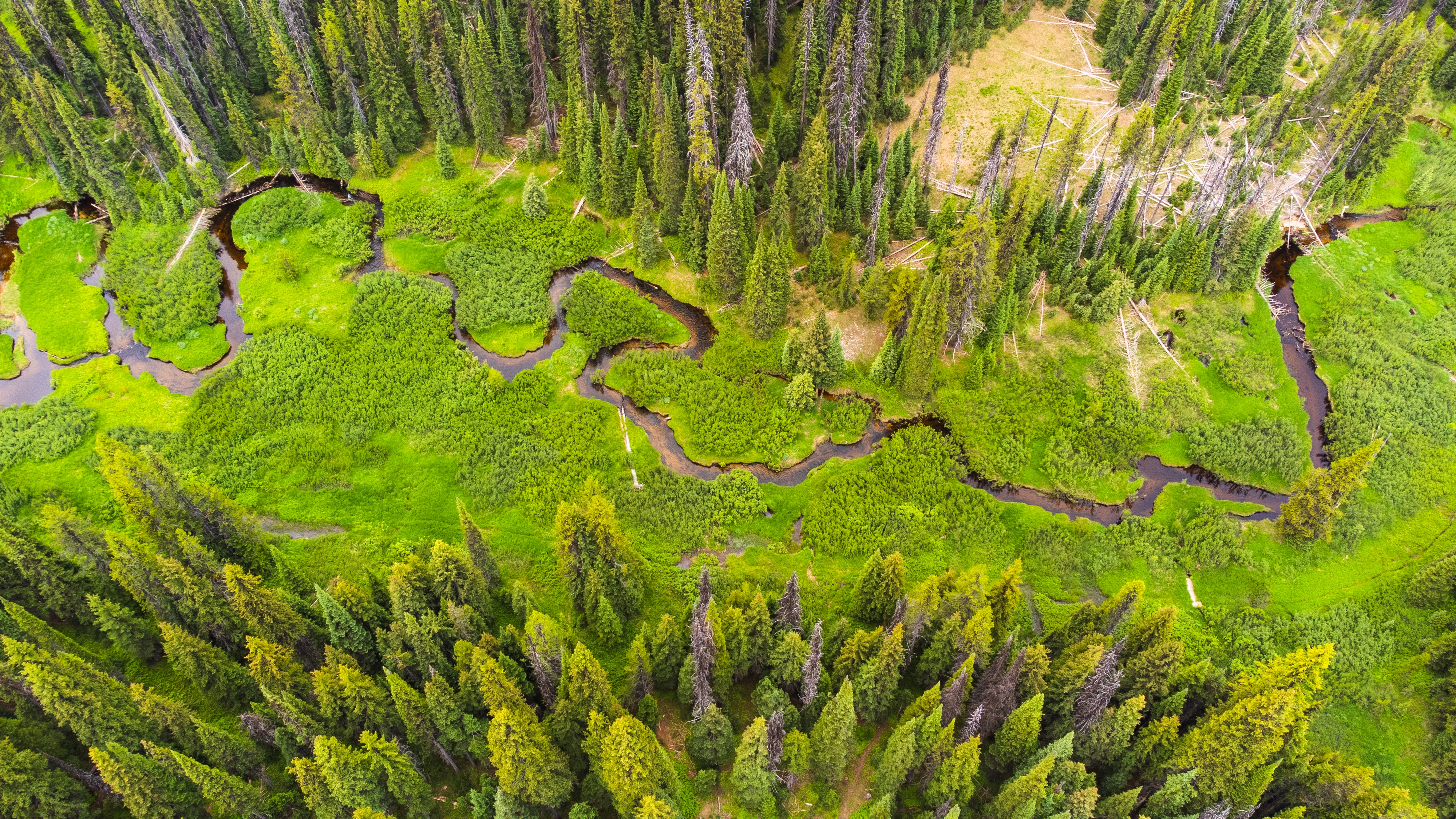arial view of a winding stream through a forest
