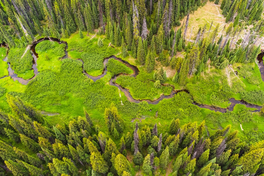 arial view of a winding stream through a forest