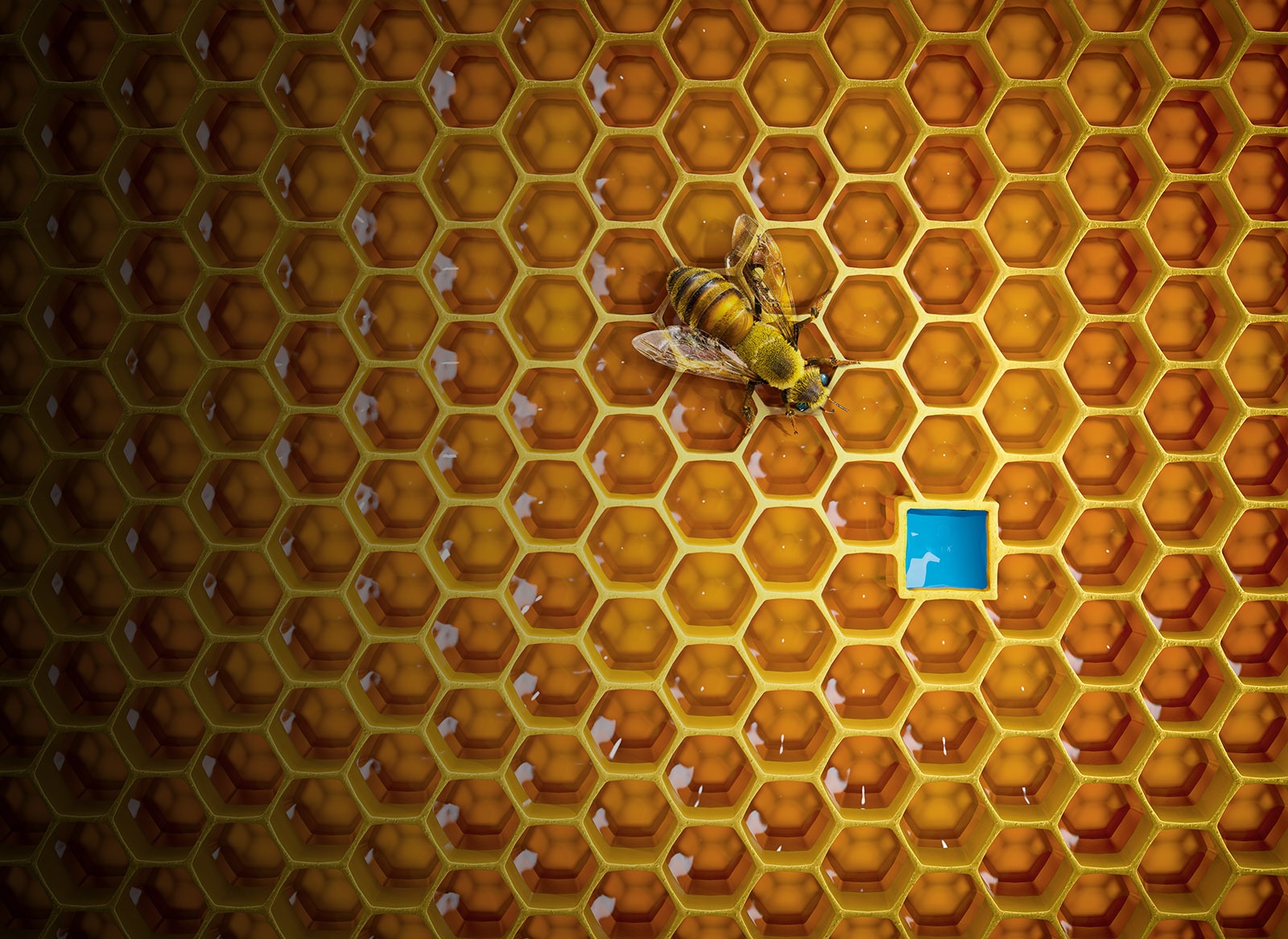 Bee