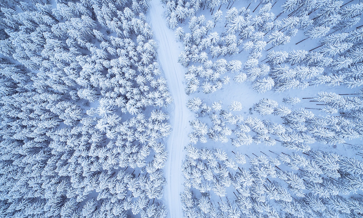 A path through a snowy forest