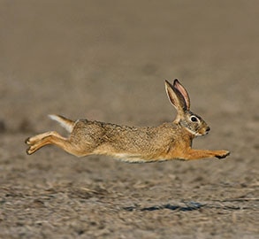 Bull? Bear? How about a “Bunny” market?