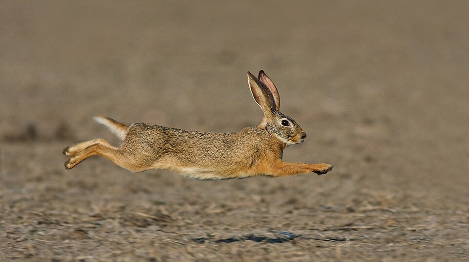 Bull? Bear? How about a “Bunny” market?