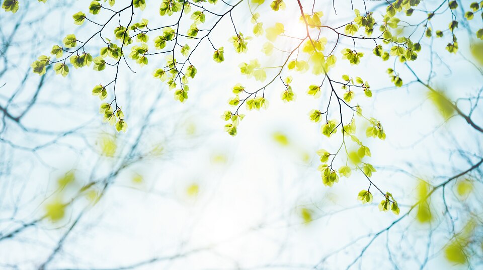 Schwab Market Perspective: Springing Forward