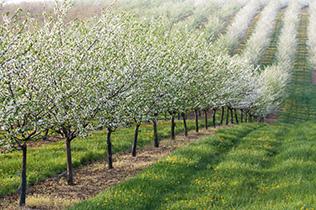 photo of a line of trees in an orchard