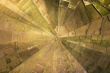 Fields