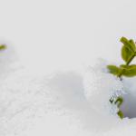 Green shoot in snow