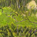 arial view of a winding stream through a forest